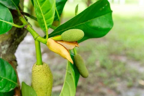 Jack Fruit Stock Photos