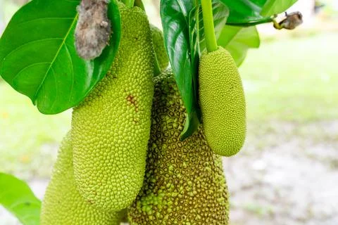 Jack Fruit Stock-Fotos