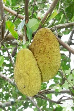 Jack fruit Stock Photos