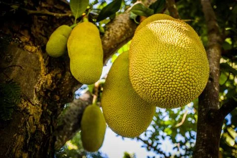 Jack fruit plant Stock Photos