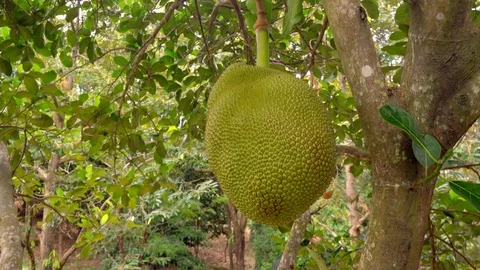 Jack fruit ripening on tree branch among green foliage Stock Footage 94282228