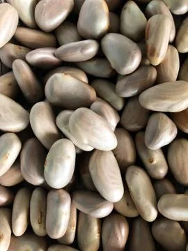 Jack fruit seeds Foto stock