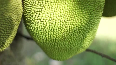 Jack fruit tilt shot Stock-Footage 50519960