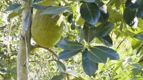 Jack Fruit Tree Vídeos de archivo 271364419