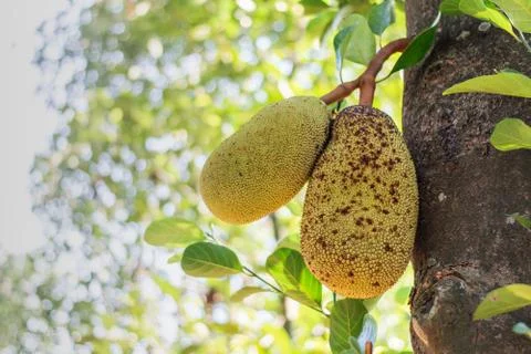 Jack fruit on the tree hanging d cancer cure indian kerala jackfruit environm Stock Photos