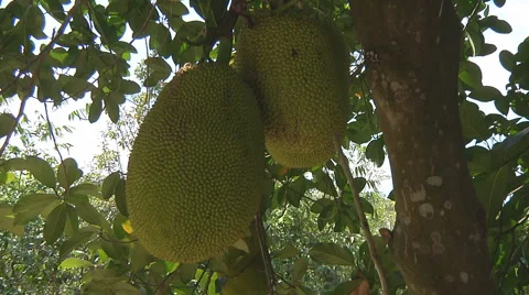 Jack fruit on a tree at The Mekong Delta, Vietnam Stock Footage 52606835