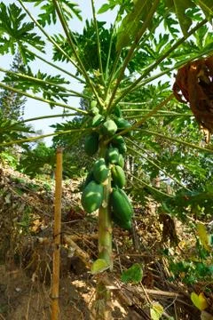 Jack-fruit on the tree Stock Photos