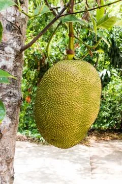 Jack fruit on tree Stock Photos