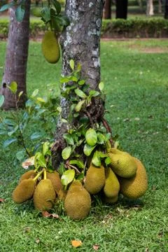 Jack fruit on tree Stock Photos