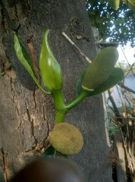 The jack fruit tree Stock Photos