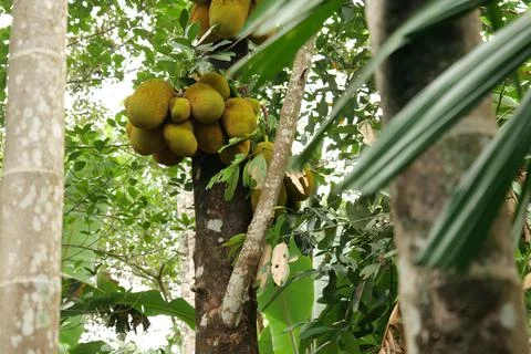 Jack fruit tree Stock Photos