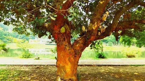 Jack fruit tree Foto stock