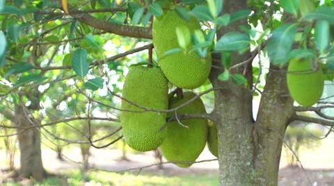 Jack fruit wide Vídeo Stock 50519975
