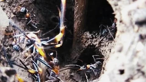 Jack Jumper Ant 스톡 동영상 244687252