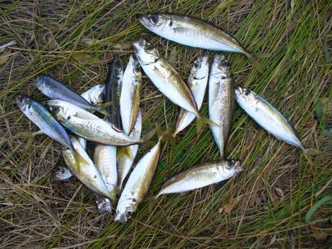 Jack mackerel Stock Photos