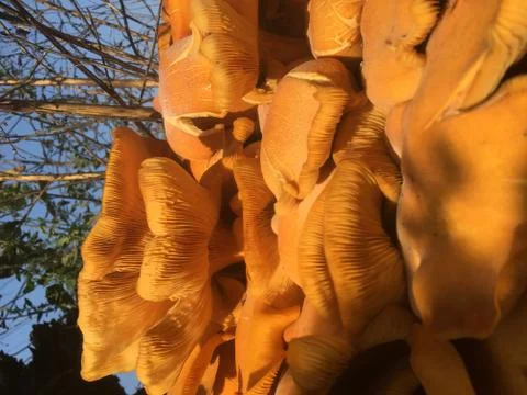 Jack-o-lantern 2 Stock Photos