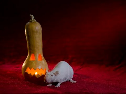 Jack-o'-lantern. Foto stock