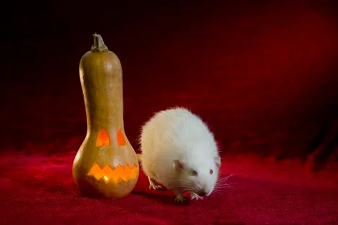 Jack-o'-lantern. Stock Photos