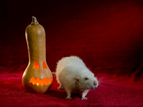 Jack-o'-lantern. Stock Photos