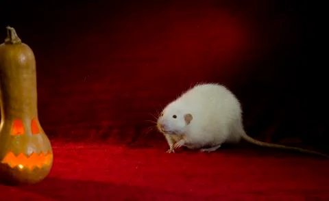 Jack-o'-lantern. Stock Photos