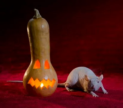 Jack-o'-lantern. Stock Photos