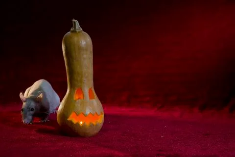 Jack-o'-lantern. Stock Photos