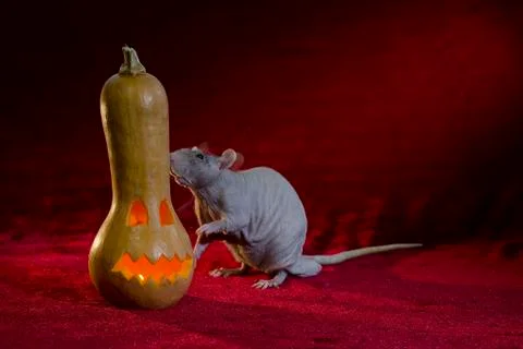 Jack-o'-lantern. Stock Photos