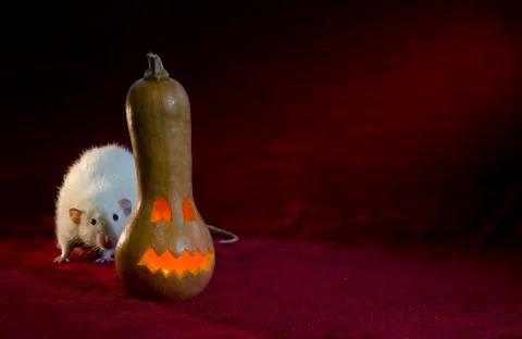 Jack-o'-lantern. Stock Photos