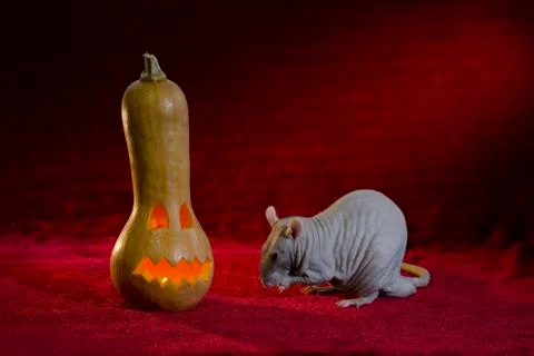 Jack-o'-lantern. Stock Photos