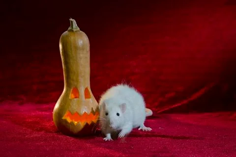 Jack-o'-lantern. Stock Photos