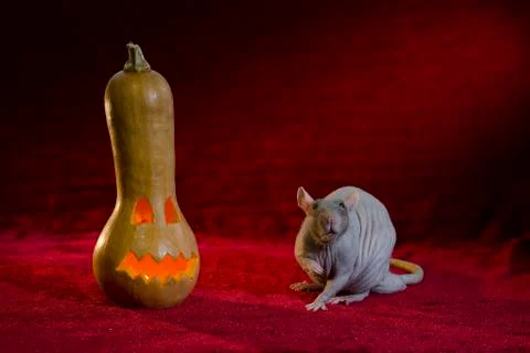 Jack-o'-lantern. Stock Photos