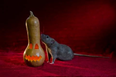 Jack-o'-lantern. Stock Photos