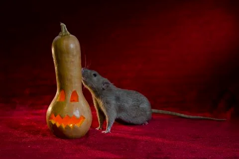 Jack-o'-lantern. Stock Photos