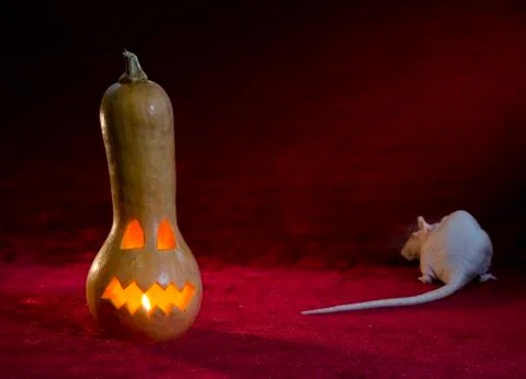 Jack-o'-lantern. Stock Photos