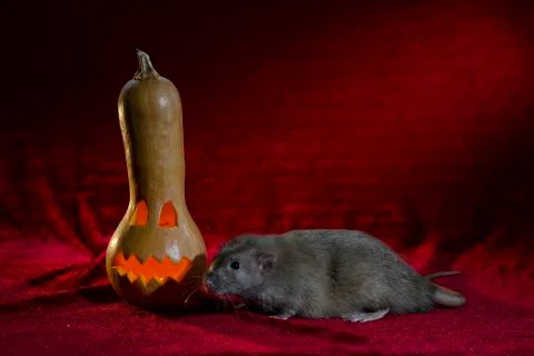 Jack-o'-lantern. Stock Photos