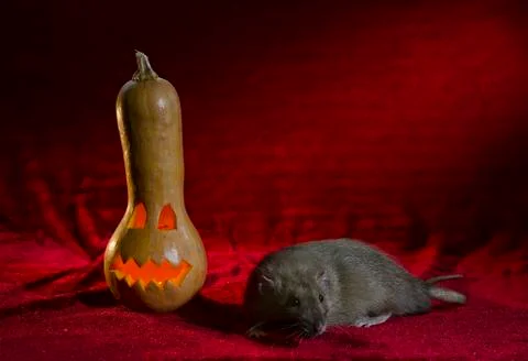 Jack-o'-lantern. Stock Photos