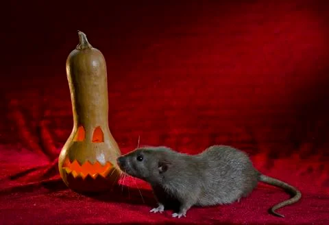 Jack-o'-lantern. Stock Photos