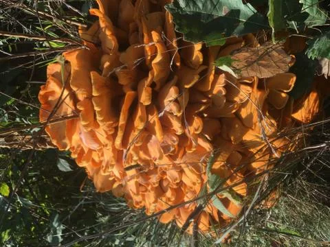 Jack-o-lantern Stock Photos