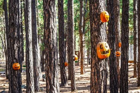 Jack-o-lantern pumpkins in a haunted forest Stock Photos