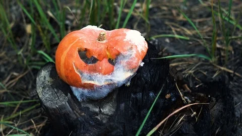 Jack-o-lantern. Rotten pumpkin covered with mold standing on a burnt stump. 4K Vídeos de archivo 82394632