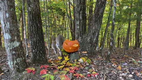 Jack-O-lantern In The Woods Stock Footage 218455158