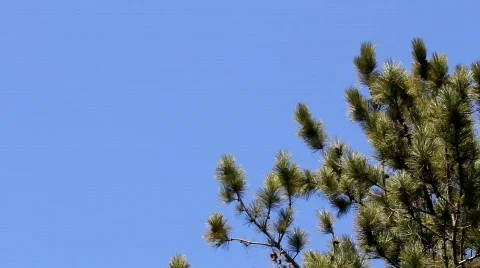 Jack Pine Stock Footage 656021