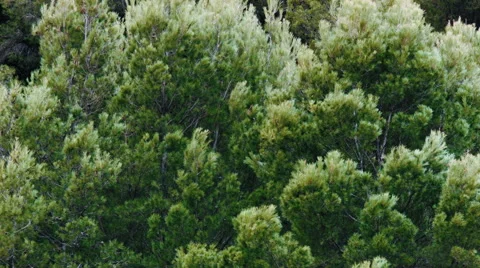 Jack Pine, Scrub Pine Trees Video stock 68872799