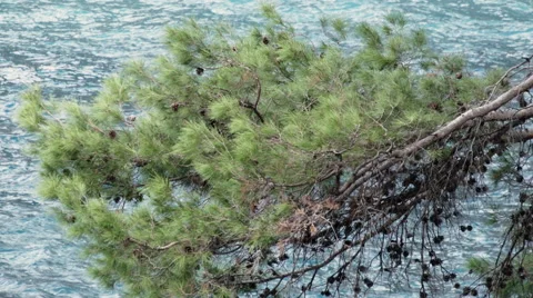 A Jack Pine Tree Moving From The WInd Stock Footage 68867270