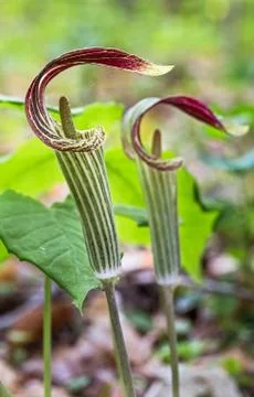Jack in the Pulpit Stock Photos