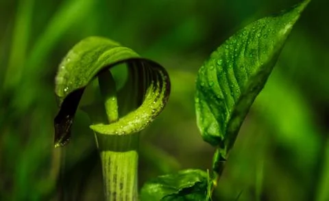 Jack in the Pulpit 库存照片