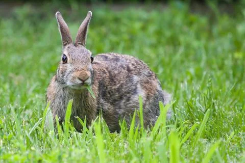 Jack rabbit eating in hdr Stock Photos