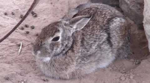 Jack Rabbit Stock-Footage 33566794