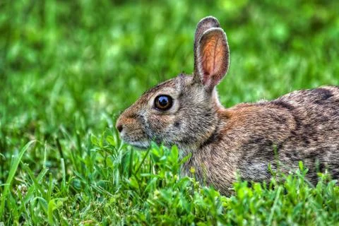 Jack rabbit in the grass in hdr Foto stock