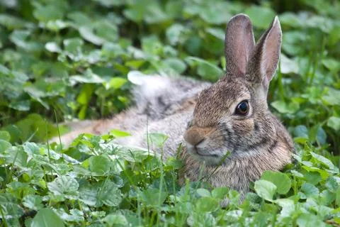 Jack rabbit in hdr Stock Photos